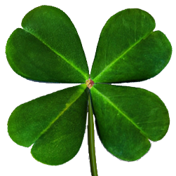 Paddy's Shamrock Shack